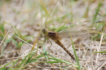  dragon-fly beautiful