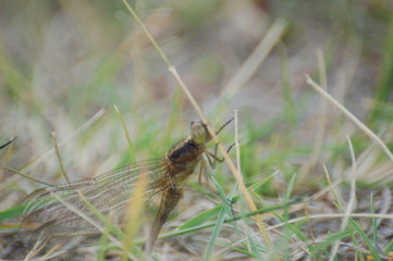  dragon-fly beautiful