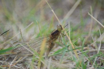  dragon-fly beautiful