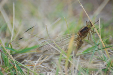  dragon-fly beautiful