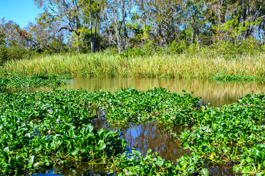 Lowcountry Marsh Land That Was Formerly Rice Fields In South Carolina