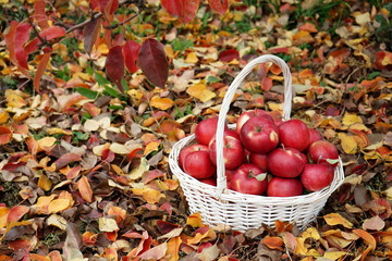Basket with red ripe apples in the autumn garden. Autumn, harvest