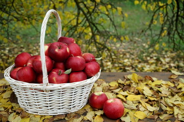 Basket with red ripe apples in the autumn garden. Autumn, harvest