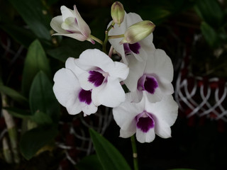 White purple orchid flowers on a green leaf background