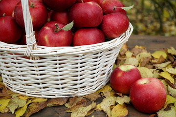 Basket with red ripe apples in the autumn garden. Autumn, harvest