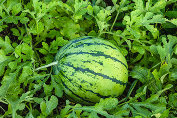 畑のスイカ