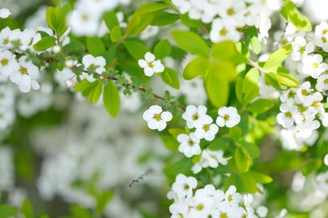 white flowers of apple tree in spring