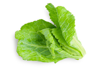 Young shoots of cabbage or Brussels sprout on isolated white background with clipping path.