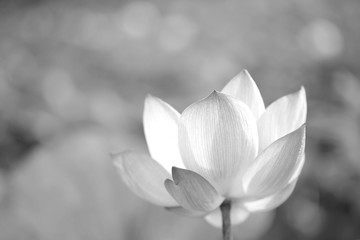 black and white lotus flower