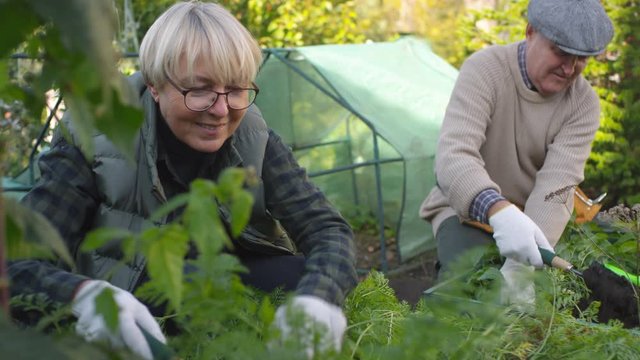 Medium shot of mature Caucasian husband and wife in worn casual clothes tending together to vegetable plants at allotment and smiling