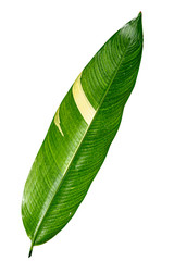 Obraz premium Heliconia variegated leaf isolated on white background with clipping path.