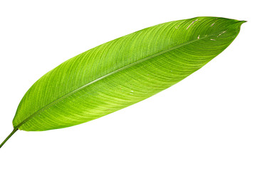 Obraz premium Heliconia variegated leaf isolated on white background with clipping path.