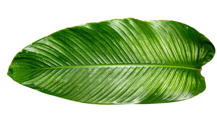 Calathea Ornata leaf isolated on white background with clipping path.