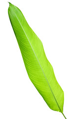 Obraz premium Heliconia variegated leaf isolated on white background with clipping path.