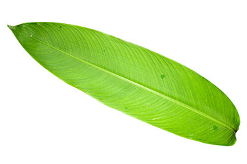 Obraz premium Heliconia variegated leaf isolated on white background with clipping path.