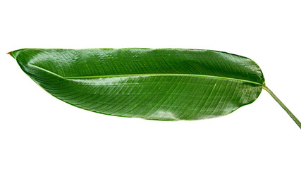 Obraz premium Heliconia variegated leaf isolated on white background with clipping path.