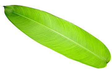 Obraz premium Heliconia variegated leaf isolated on white background with clipping path.
