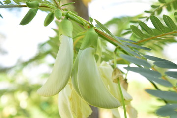 Fototapeta premium Sesbania Grandiflora On the tree is about to bloom Can be eaten and is an herb