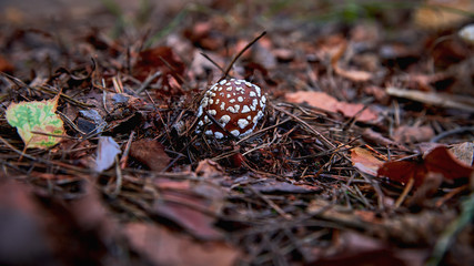 A beautiful little fly agaric creeps out of the ground in a forest close-up. Poisonous mushroom in the forest.