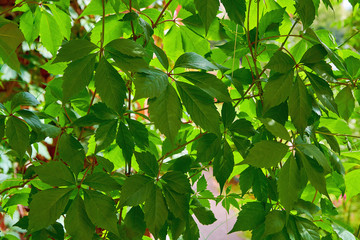 Fototapeta na wymiar Green leaves of decorative grape closeup in summer. Natural background.