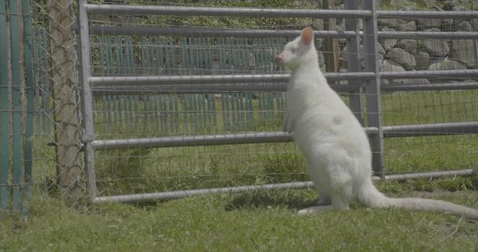 Single albino wallaby standing near a fence.