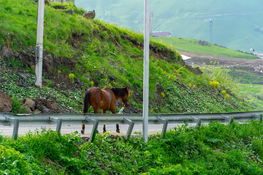 Chestnut horse standing on a road