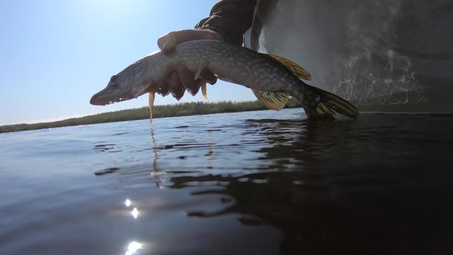 Angler releases the little pike fish (Esox lucius)