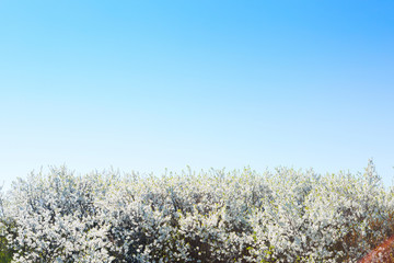 Blossom tree over nature background