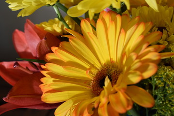 orange gerbera flower