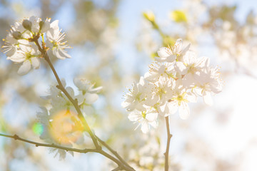 Blooming sakura tree on sky background in garden or park.