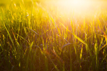 Yellow grass close up at sunrise or sunset with rays