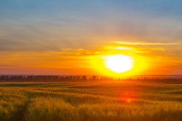 Wheat field at sunset