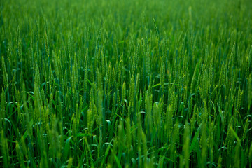 Fototapeta na wymiar Green wheat in the field.