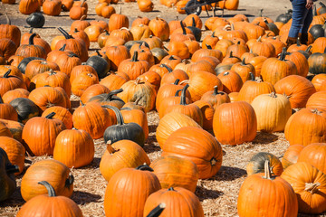 pumpkin patch background close up photo on a farm with foliage 