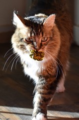 Fetching Maine Coon 