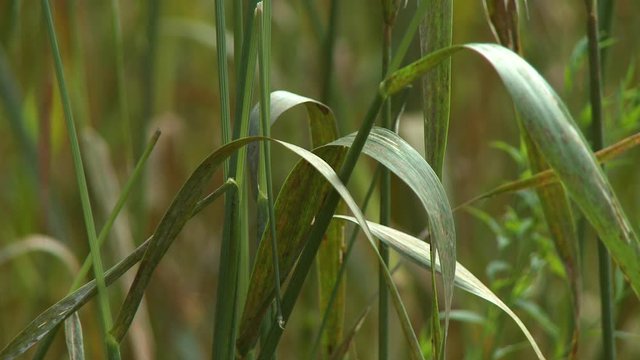 Steady, close up shot of tall grass and reeds.