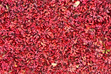 Background of red ripe barberry