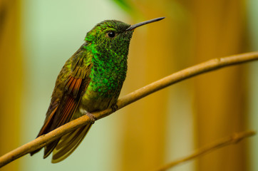 Colibri posing for photography, standing on a branch (Trochilidae)