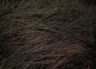 grass