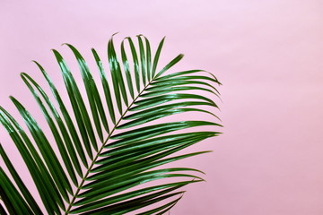 Palm leaf on a pink background. Going on vacation.