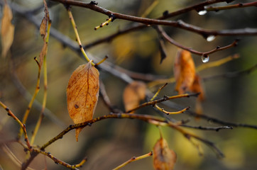 Drops of autumn rain on the leaves of the tree.