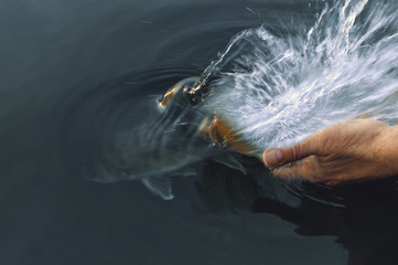 Release the fish. The fisherman's hands direct the caught fish back into the aquatic environment, preserving its life. Wild pike perch goes into dark water and creates a fountain of water spray with t