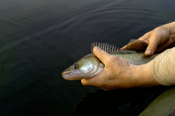 Release the fish. The fisherman's hands direct the caught fish back into the aquatic environment, preserving its life. Wild zander against a background of dark water looks expressively with an eye.