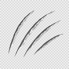 Black realistic claws animal scratch scrape track. Cat tiger scratches paw shape. Four nails trace. Damaged cloth. Ragged edges. Transparent background. Isolated. Vector illustration.