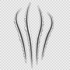 Black realistic claws animal scratch scrape track. Cat tiger scratches paw shape. Four nails trace. Damaged cloth. Ragged edges. Beast paw. Transparent background. Isolated. Vector illustration.