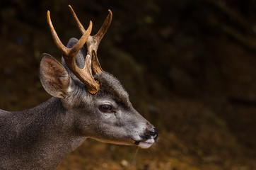 Young male white-tailed deer (Odocoileus virginianus)