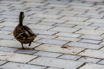 duck on the street