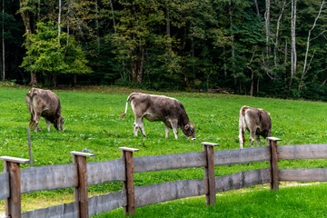 Alpine cows grazing on fresh green grass