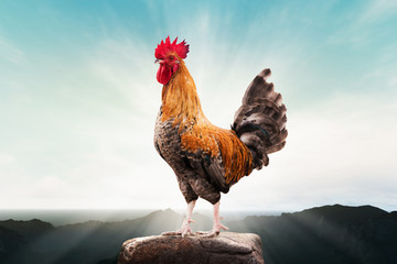 brown rooster perched on the mountain - Powered by Adobe