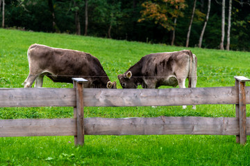 Alpine cows grazing on fresh green grass